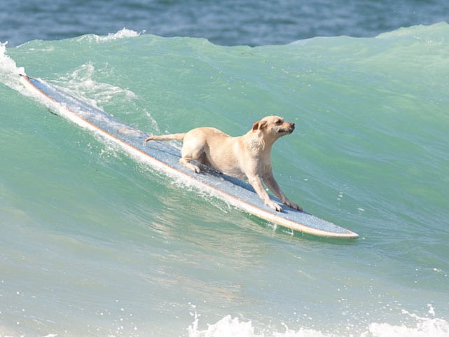 small-dog-big-wave